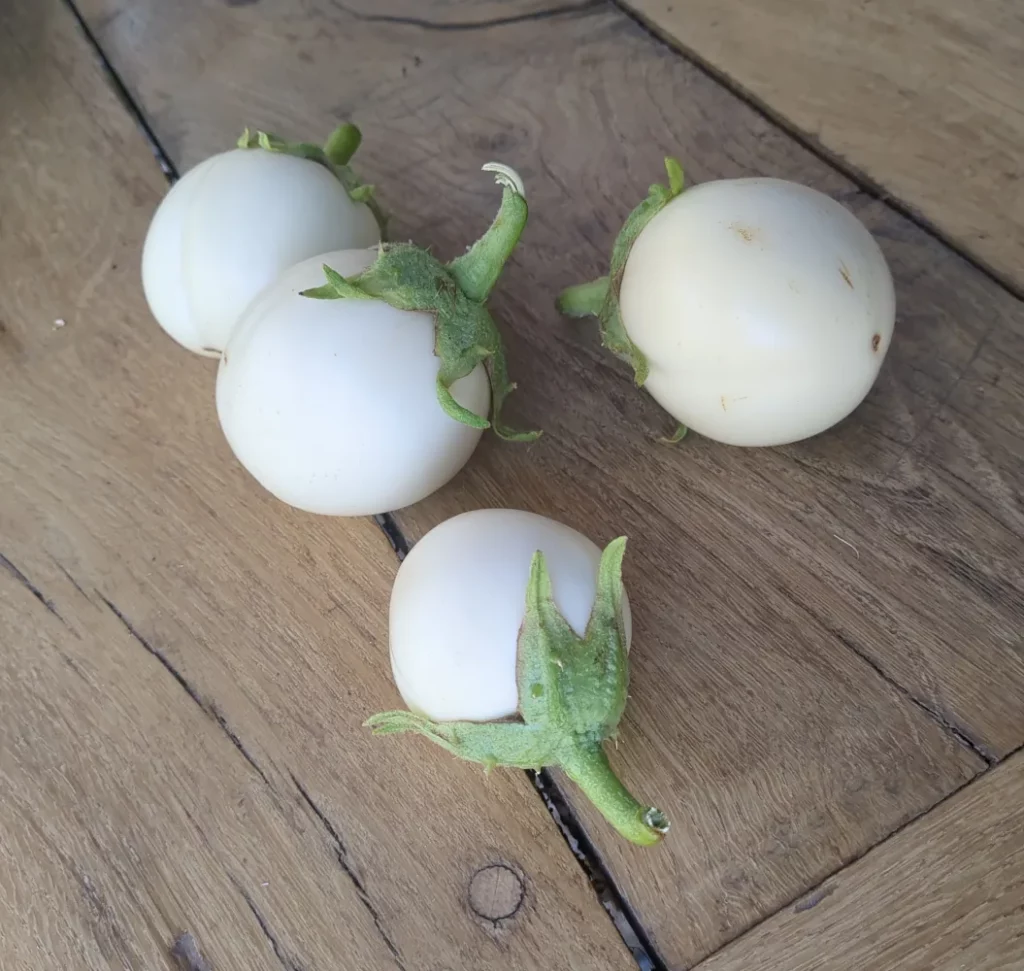 Des aubergines rondes à oeufs sur une table en bois