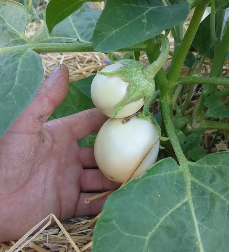 Un pied d'Aubergine “Blanche ronde à œuf” dans les jardins de pensez sauvage, avec la main du jardinier qui donne l'échelle
