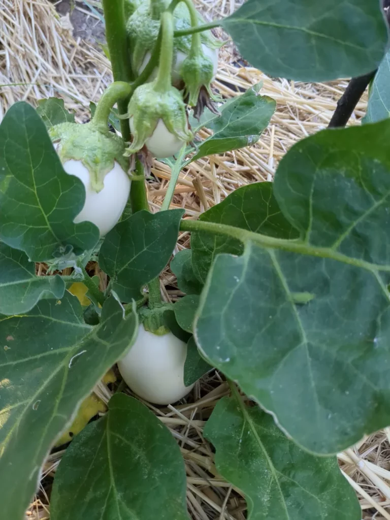 Un plant d' Aubergine “Blanche ronde à œuf”, une variété bio qui produit énormément