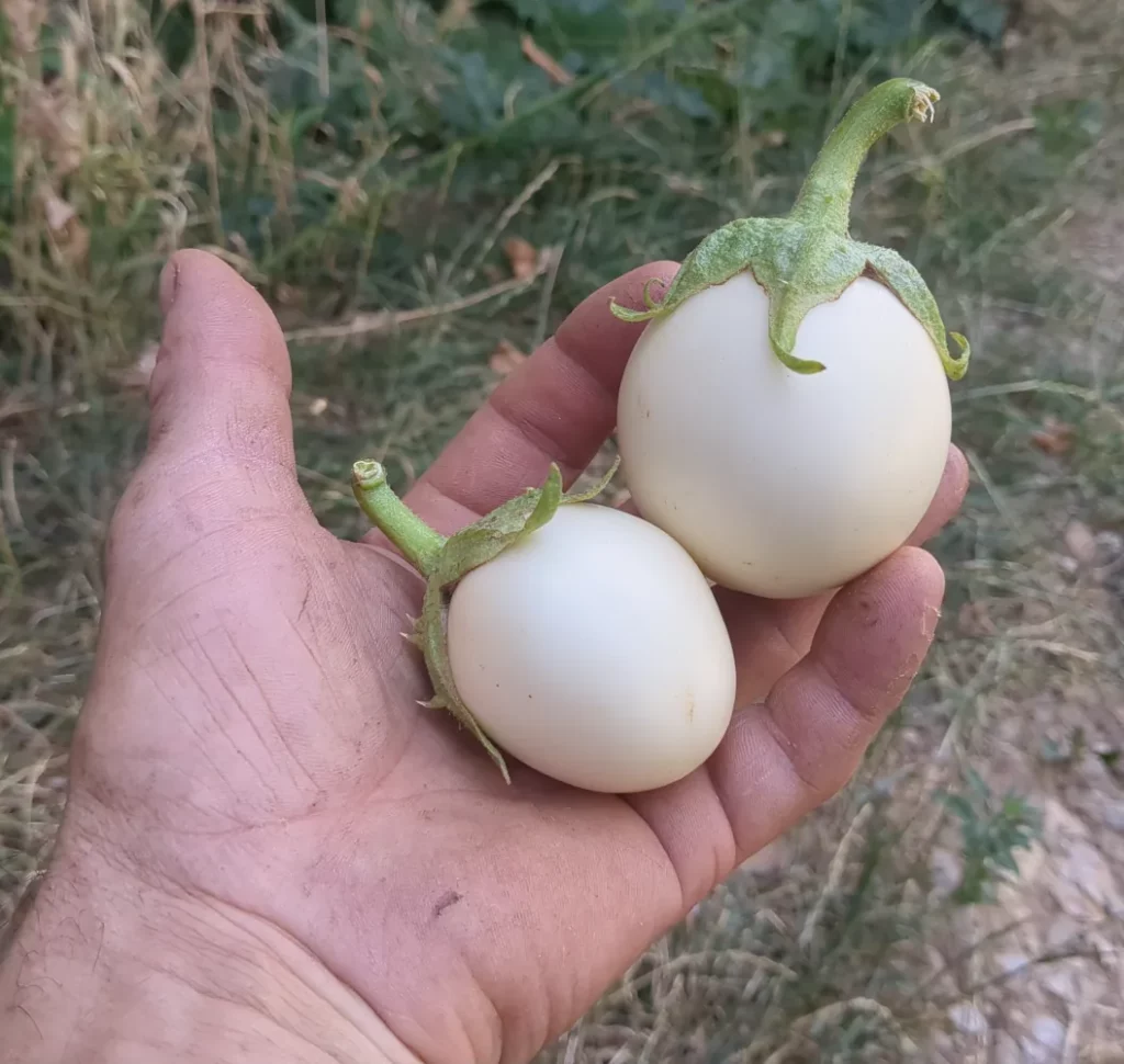 Deux aubergines“Blanche ronde à œuf” qui ont été produitent pour en extraire les semences par les fameux semenciers internationalement reconnu : Pensez sauvage