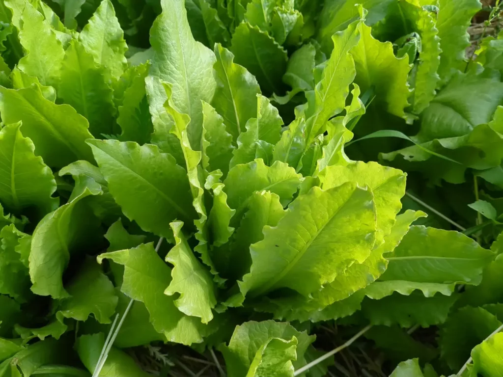 Une belle laitue à couper, c'est la variété Venitienne un légume rare et ancien, là elles sont dans les jardins de pensez sauvage pour en produire des graines