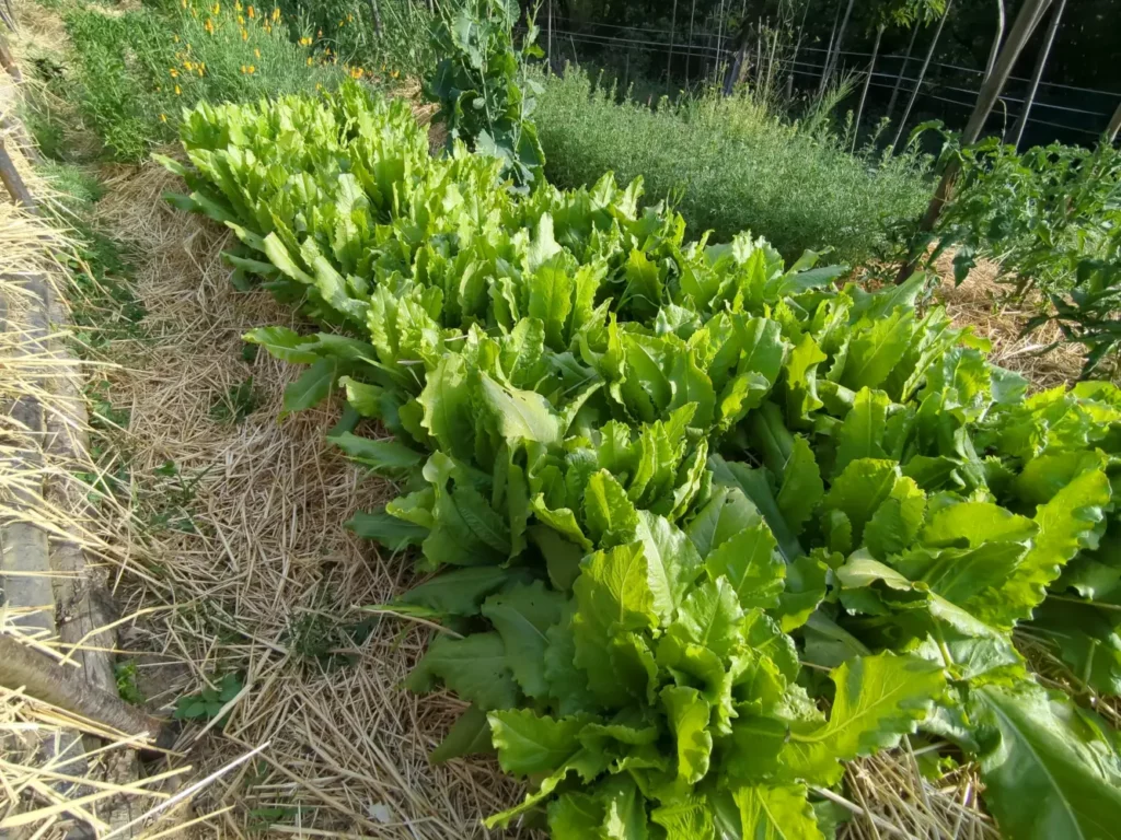 Laitues en plein champs, c'est une salade rare, la variété vénitienne issu des culture des jardins de pensez sauvage, pour en recolter les graines