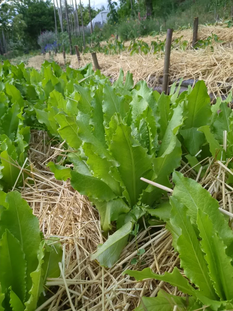Laitue venitienne a couper dans les jardins de pensez sauvage, cultivées pour la productions de semences en bio