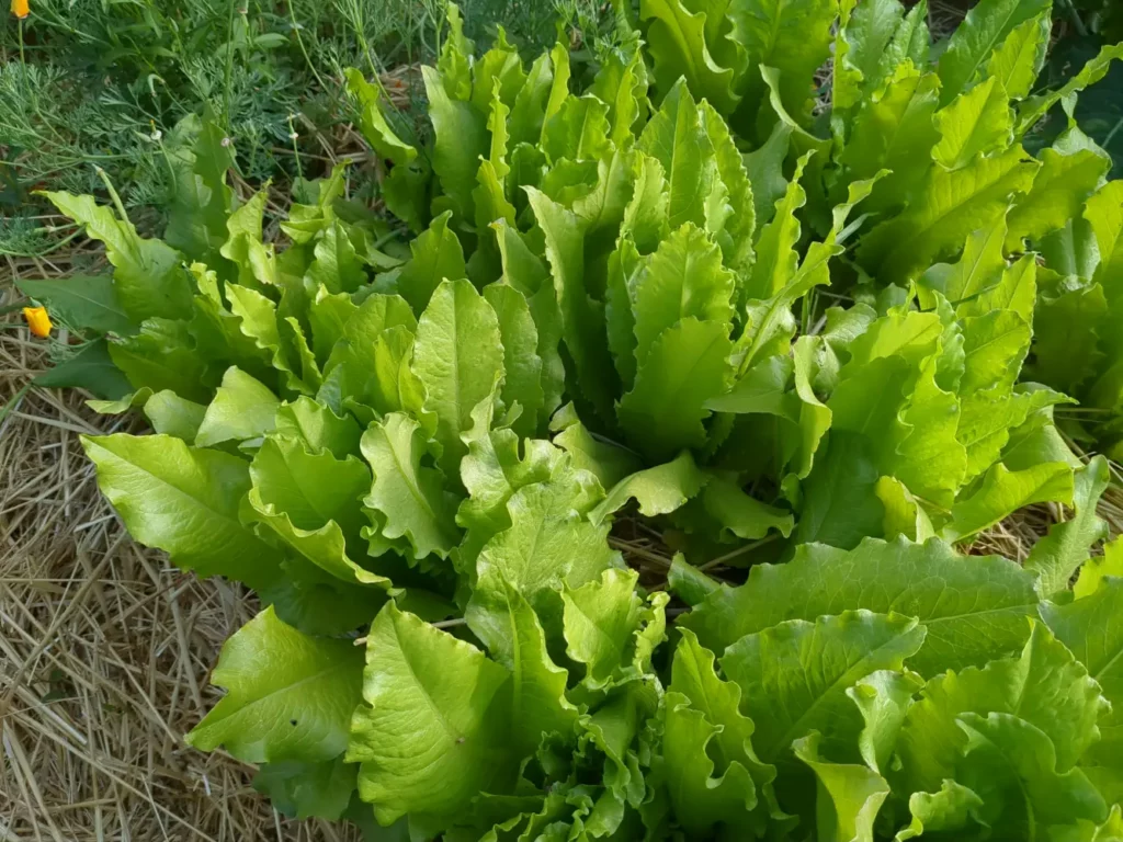 Laitue venitienne en plan rapproché, c'est une salade à couper cultivé en bio et les graines sont produitent par pensez sauvage