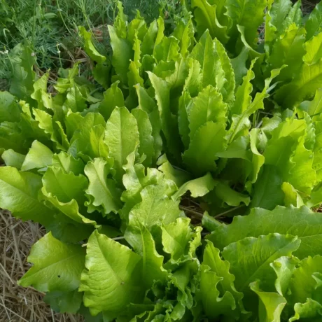 Laitue venitienne en plan rapproché, c'est une salade à couper cultivé en bio et les graines sont produitent par pensez sauvage