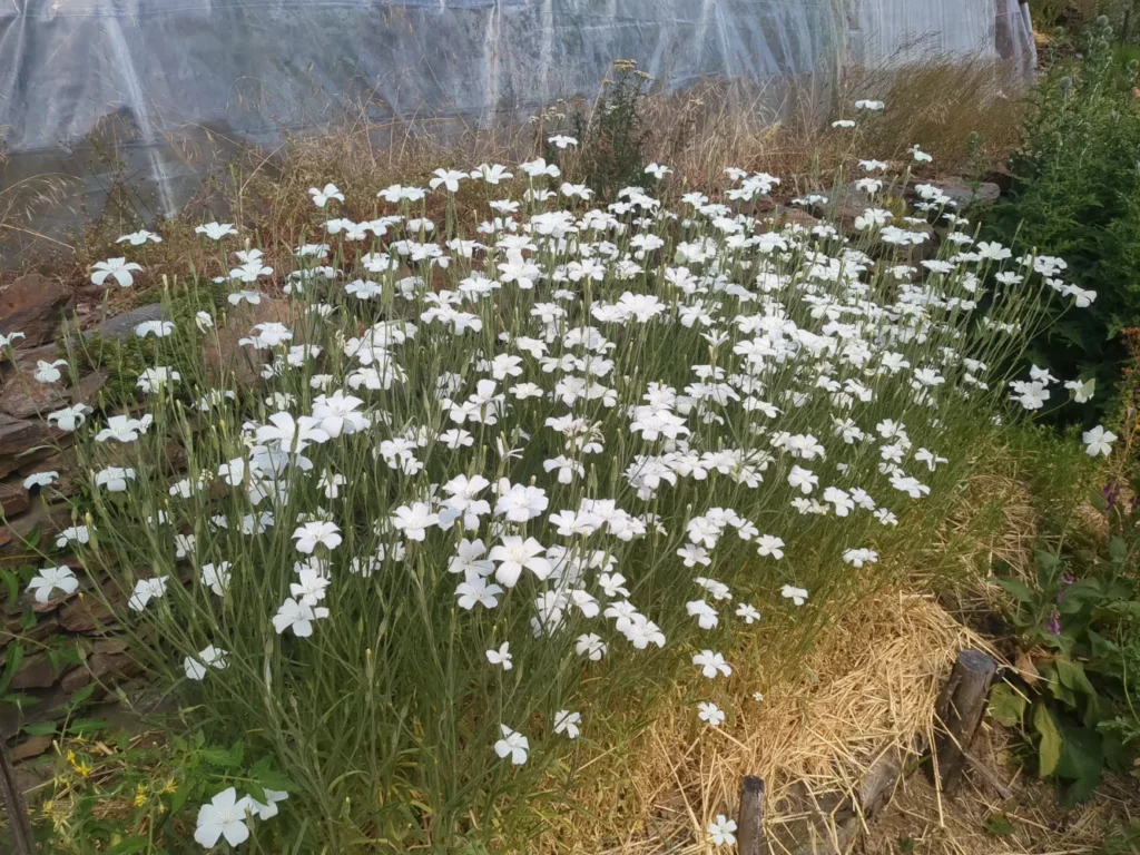 un bosquet de nielle des blés blanche une plante facile à cultiver en semis direct