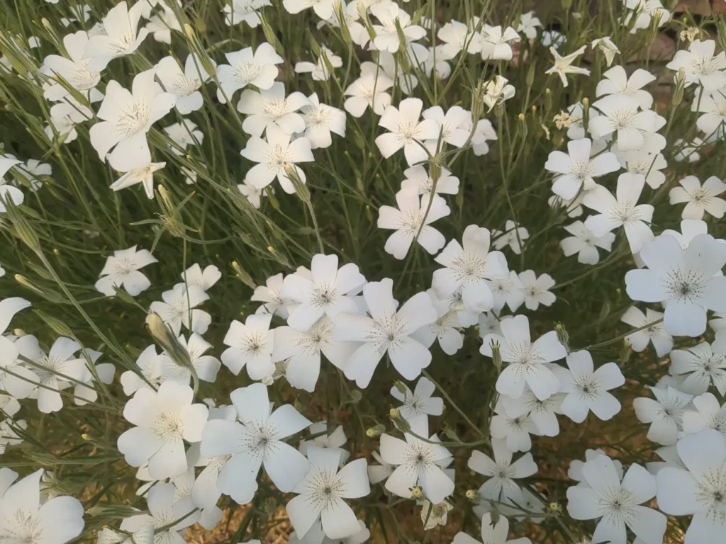 Des fleurs ornementales blanches ce sont des nielles des blés