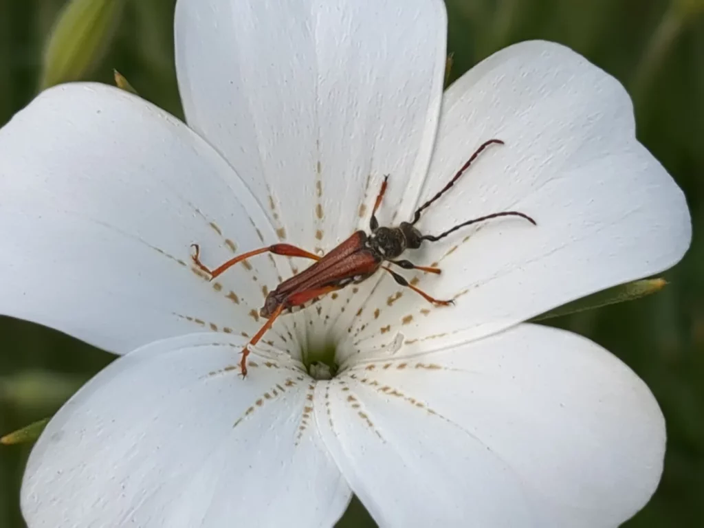 La nielle des blé attire nombreux insectes pollinisateur sur cette image on vois une fleur avec un insecte