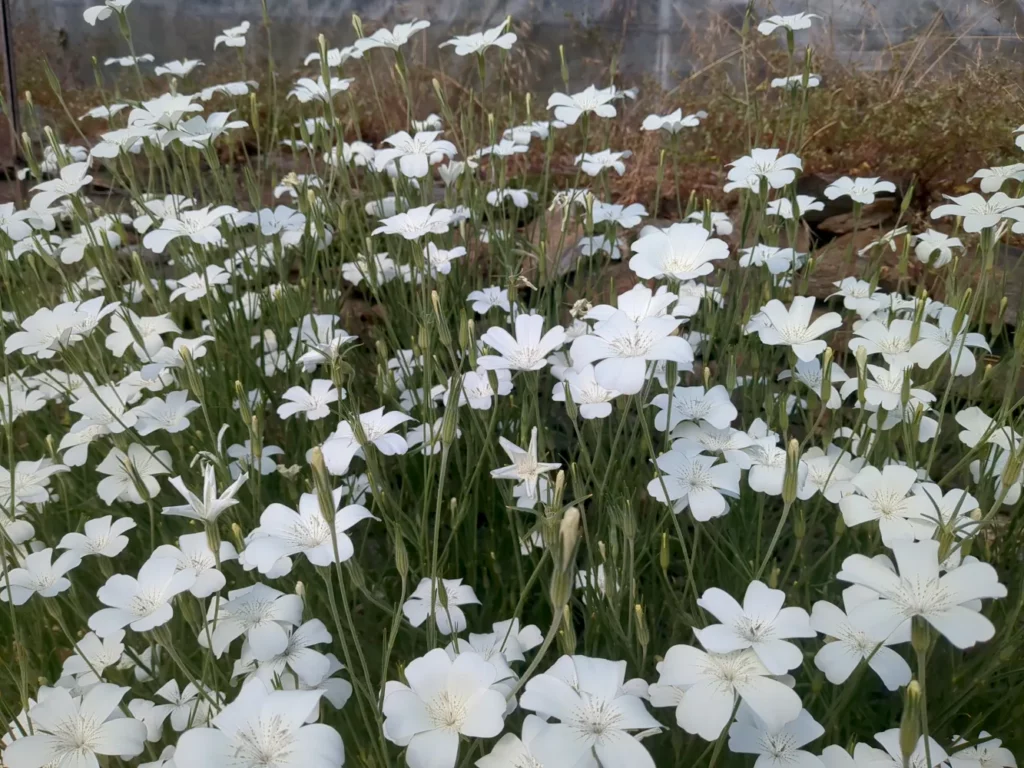 La nielle blanche en gros plan ce sont les plant de pensez sauvagepour la production de graines