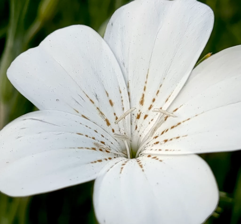 Une fleur de nielle des blé c'est une plante qui se ressème facilement seule