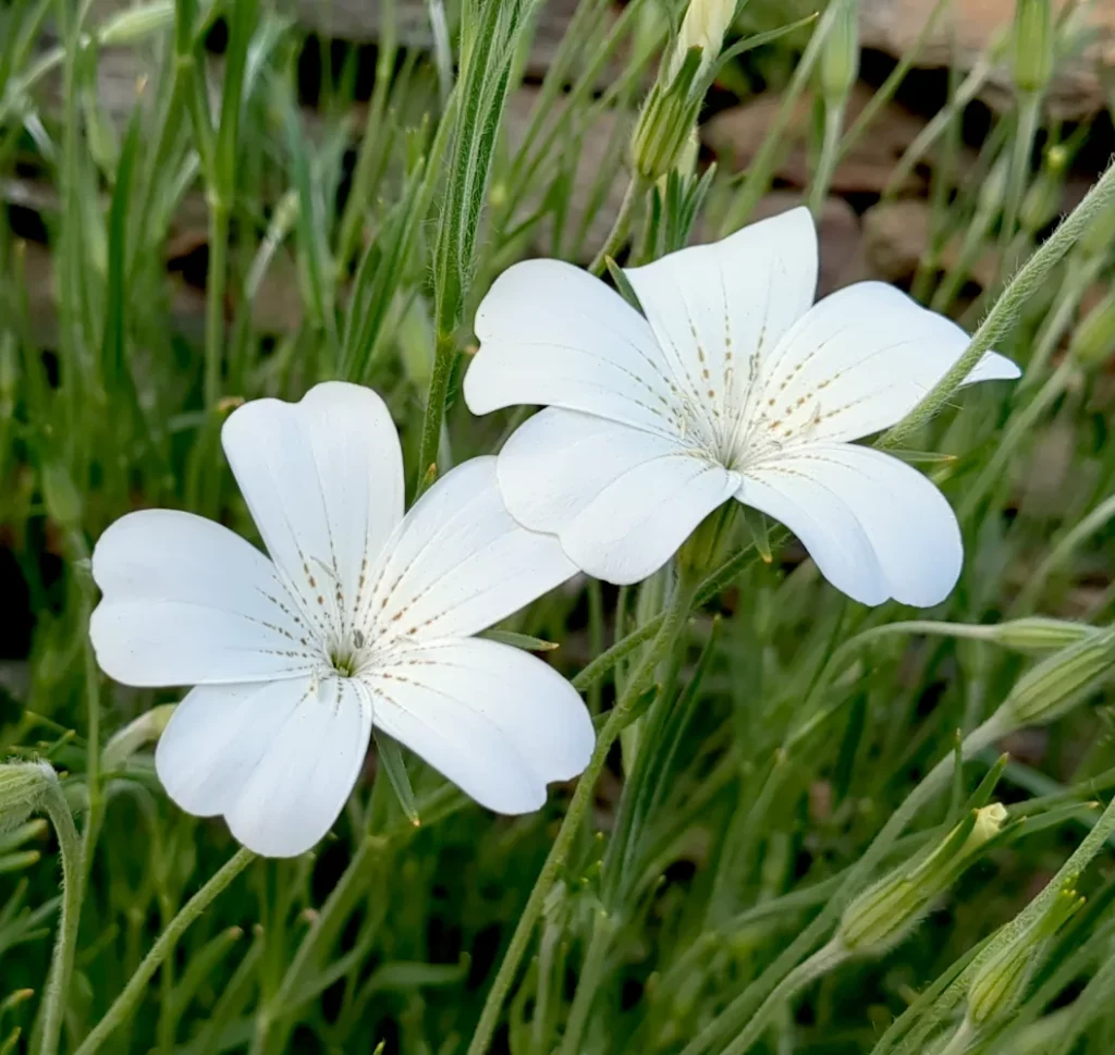 Deux fleurs de nielle des blé blanche une plante facile à cultiver à partir des graines