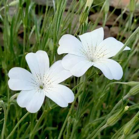 Deux fleurs de nielle des blé blanche une plante facile à cultiver à partir des graines