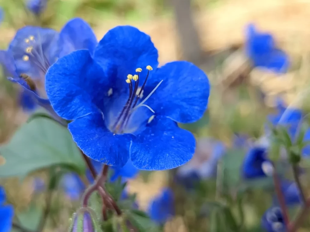 Une fleur de Phacélie campanulée, c'est une plante facile à cultiver, elle se ressème facilement toute seule