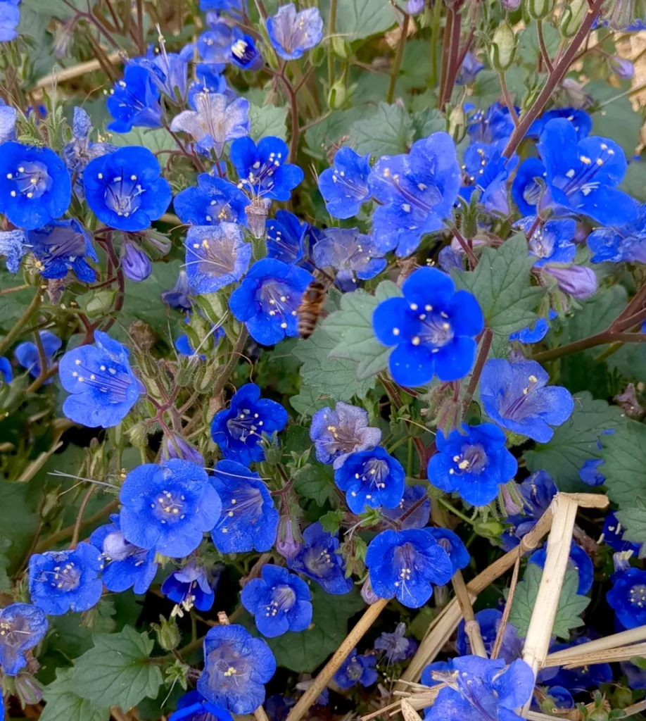 Gros plan sur des fleurs de Phacélie campanulée une plante originaire du desert de Californie