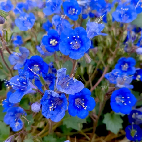 Fleurs bleues de Phacélie campanulée, une plante annuelle qui se cultive facilement