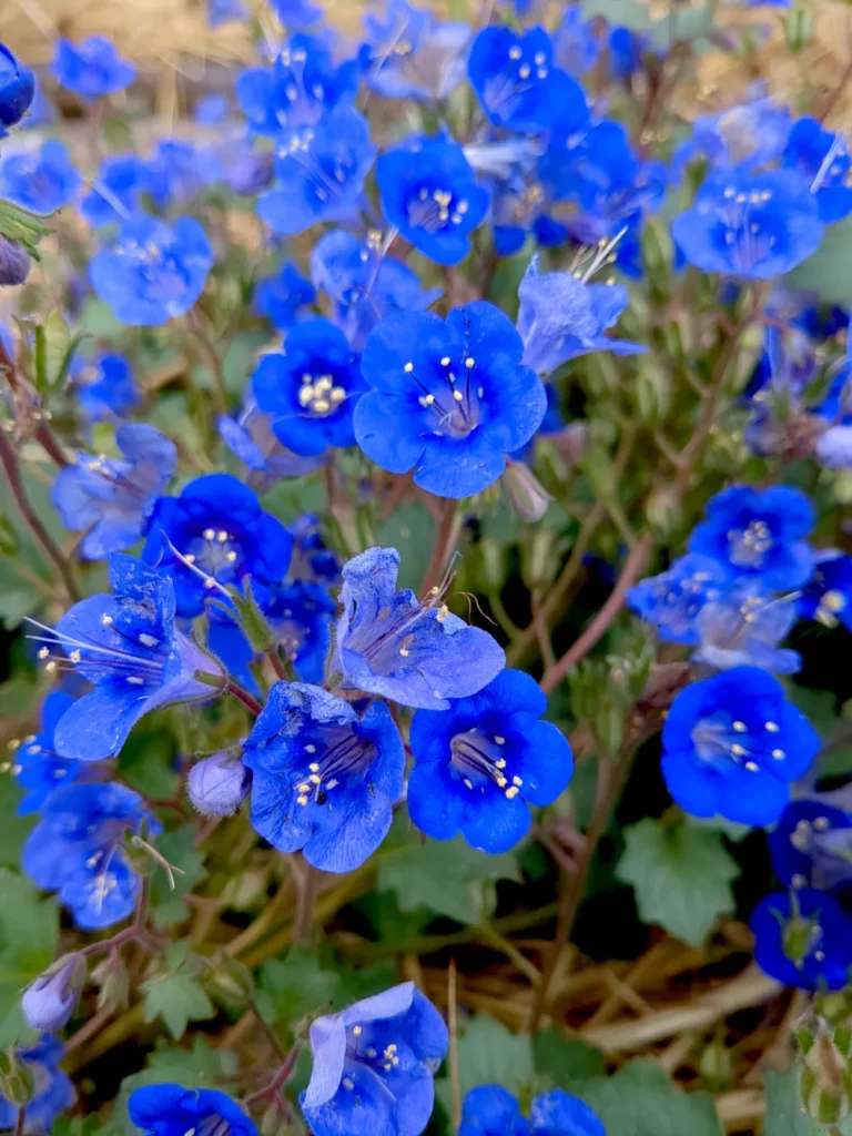 Fleurs bleues de Phacélie campanulée, une plante annuelle qui se cultive facilement