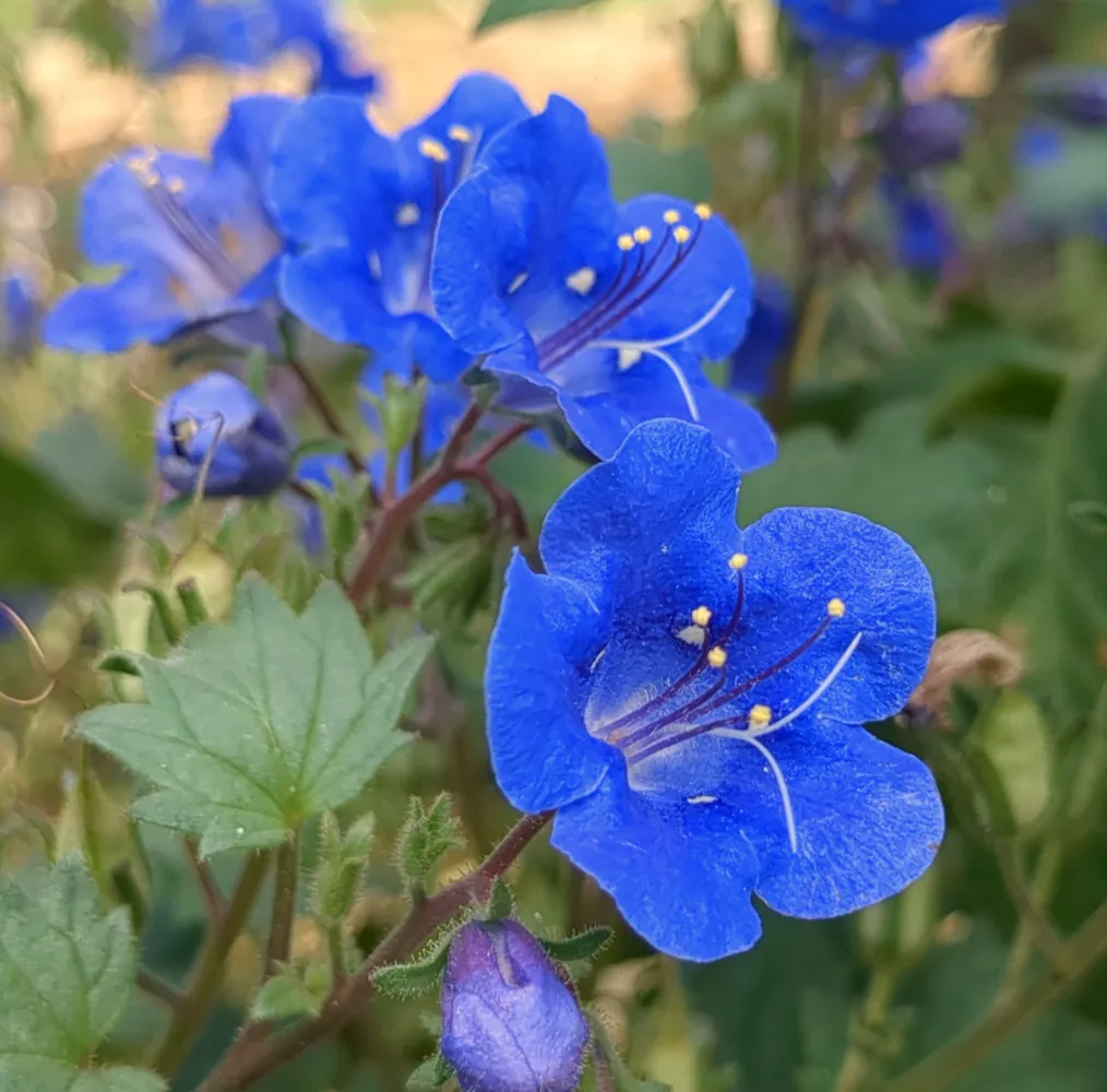 Plant de Phacélie campanulée reconaissable par ses fleurs bleues intense, les abeilles les adorent, car elle sont abondante de nectare