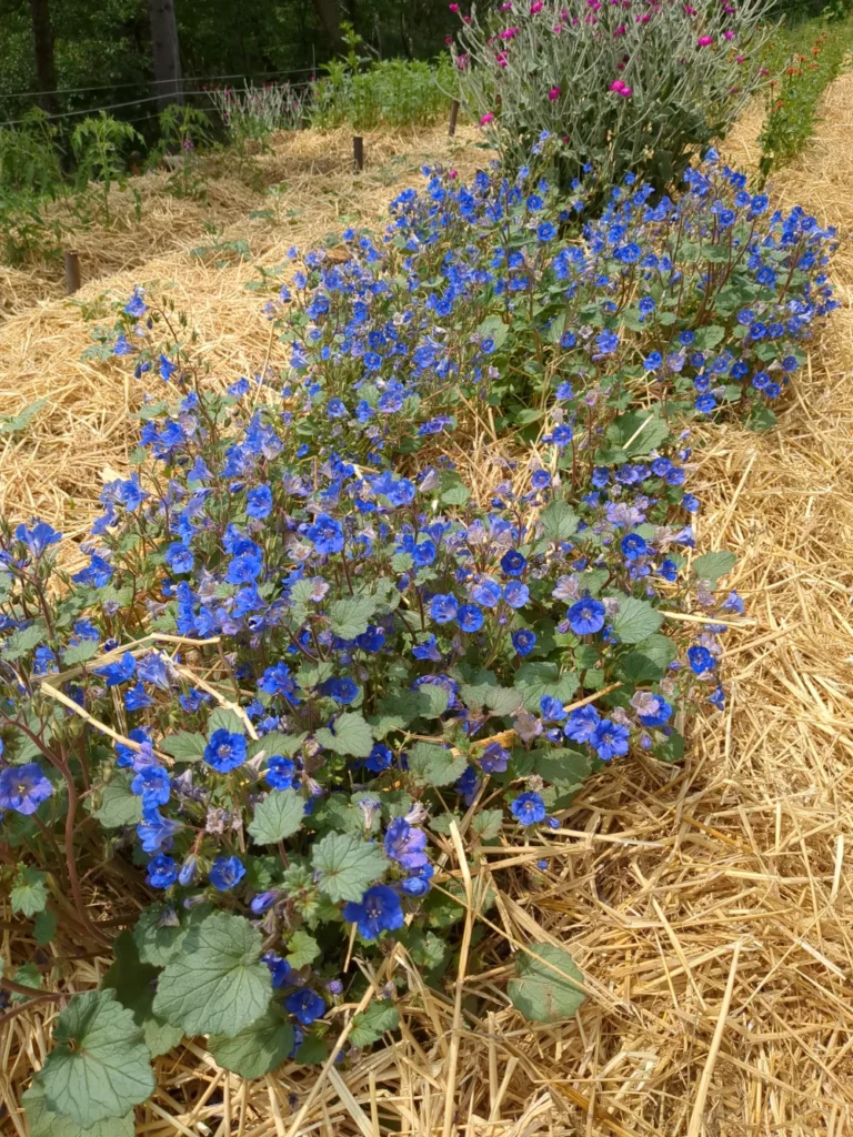 Une bande de culture de Phacélie campanulée dans les jardins de pensez sauvage