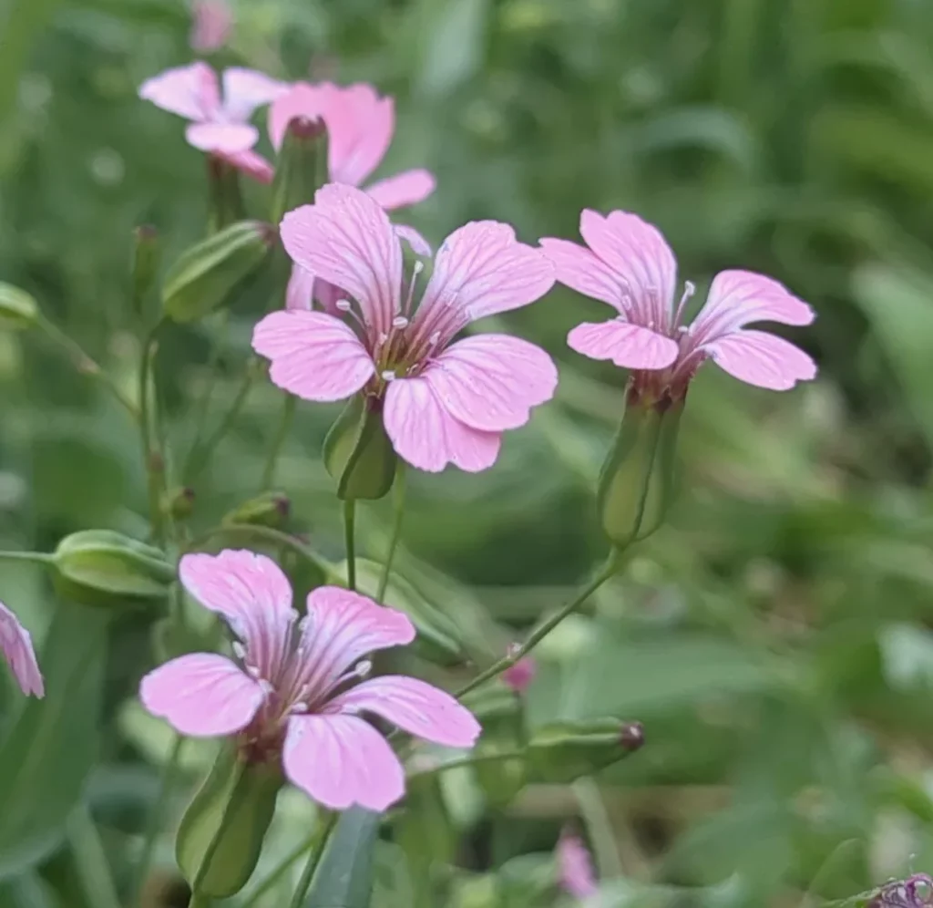 Des fleurs de saponaire des vaches dans les jardins de Pensez Sauvage, pour la production de semences