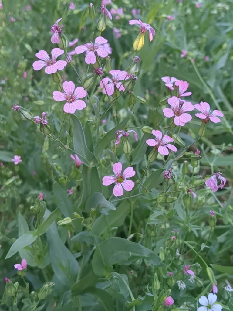 Un pied de saponaire des vaches, c'est une plante à bouquet