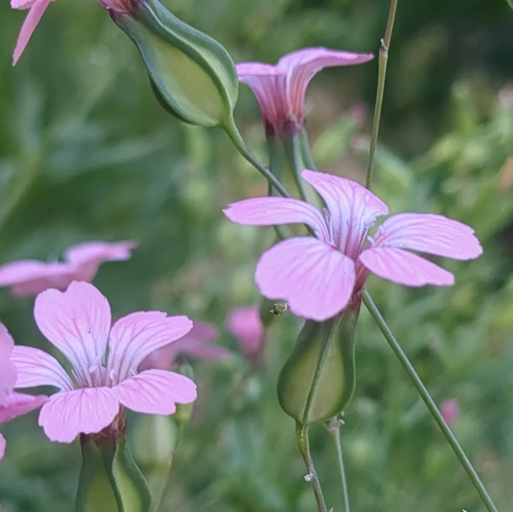 Des fleurs roses de saponaire des vaches, une plante rare