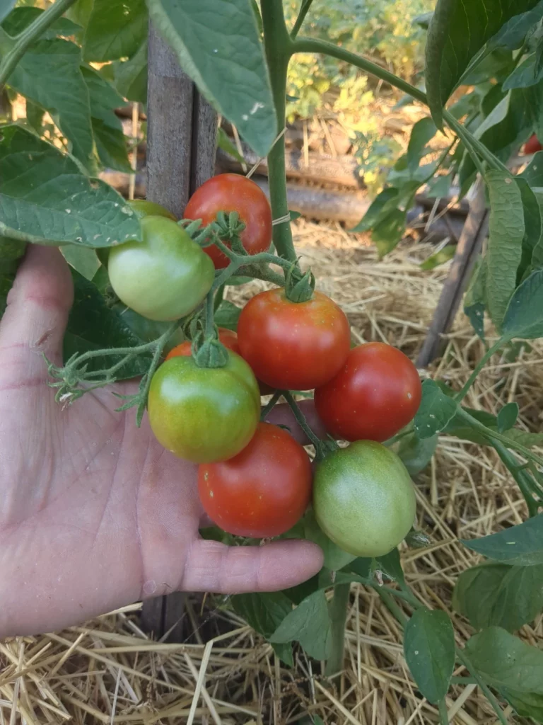 Une belle grappe de tomate précoce de Quimper, on y voit la main du jardinier pour se rendre compte de l'échelle