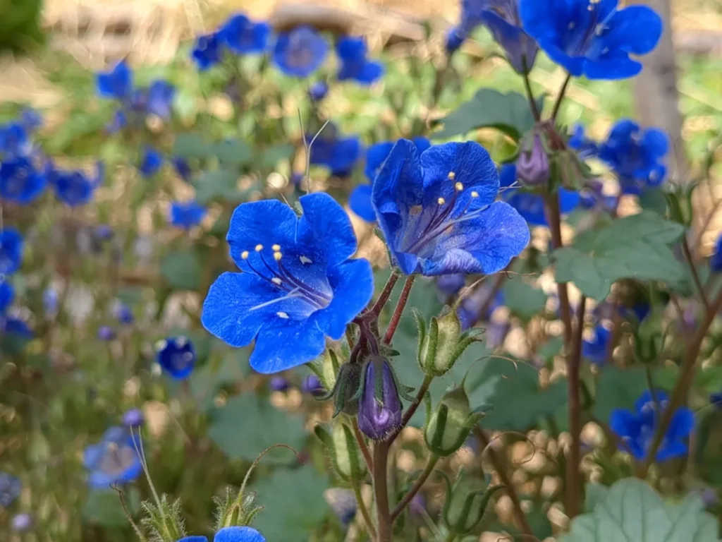 Des fleurs de Phacélie campanulée, cette photo provient des jardin de pensez sauvage