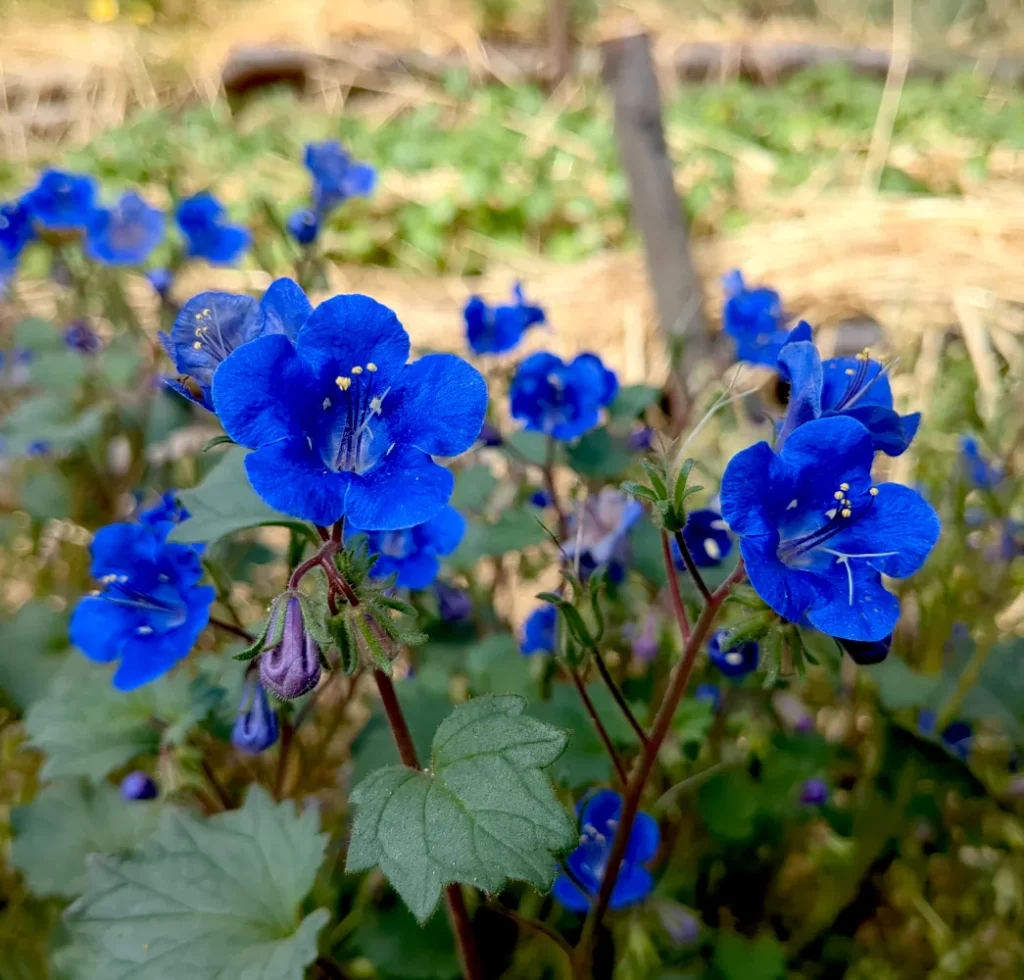 Un plant de Phacélie campanulé, une fleur bleue originaire de Californie