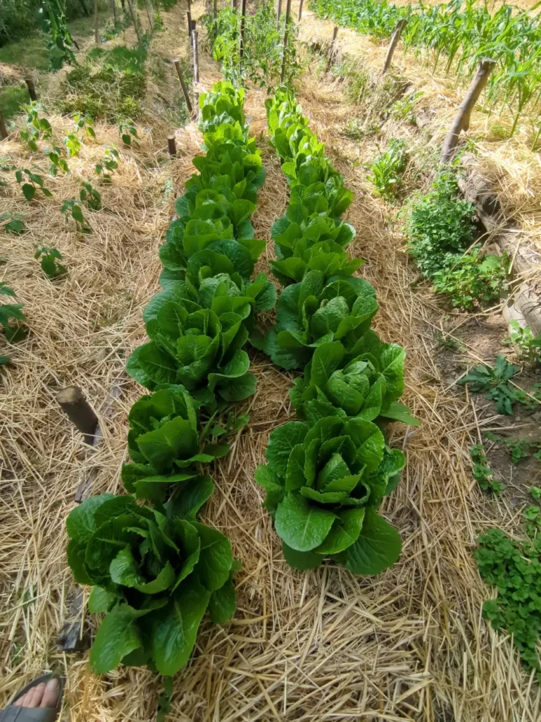 Rangé de laitue St Blaise, dans les jardins de Pensez sauvage, cultivées en bio, sans produit chimique, dans le respect des sols et de l'environnement