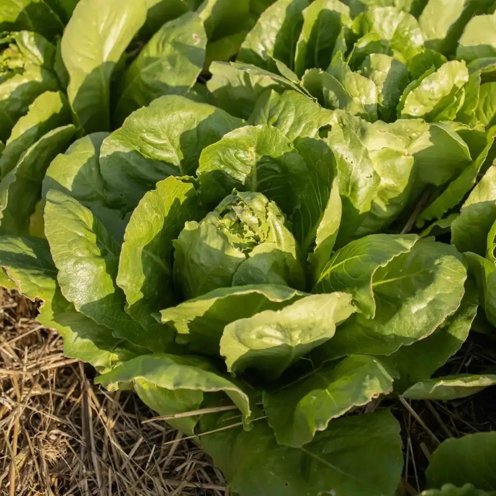 Laitue romaine saint Blaise, salade pommée issue des graines de pensez sauvage. Cultivé en bio dans le respect de l'environnement