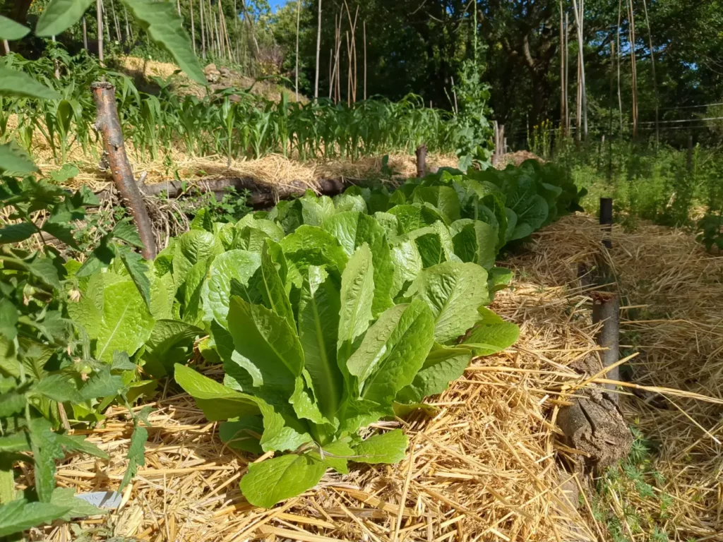 Laitue romaine Saint Blaise, cultivée dans les jardins de pensez sauvage, en bio et dans le but d'en extraire de la semence