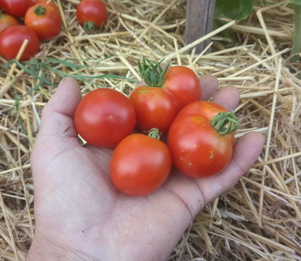 Une belle poignée de tomate précoce de Quimper