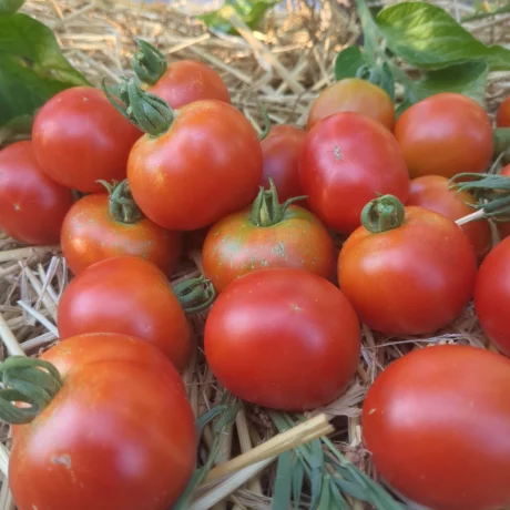 tas de tomate bio, variété précoce de Quimper. les tomates sont rouges et sur un lit de paille