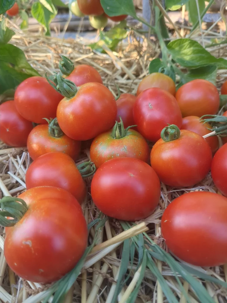tas de tomate bio, variété précoce de Quimper. les tomates sont rouges et sur un lit de paille