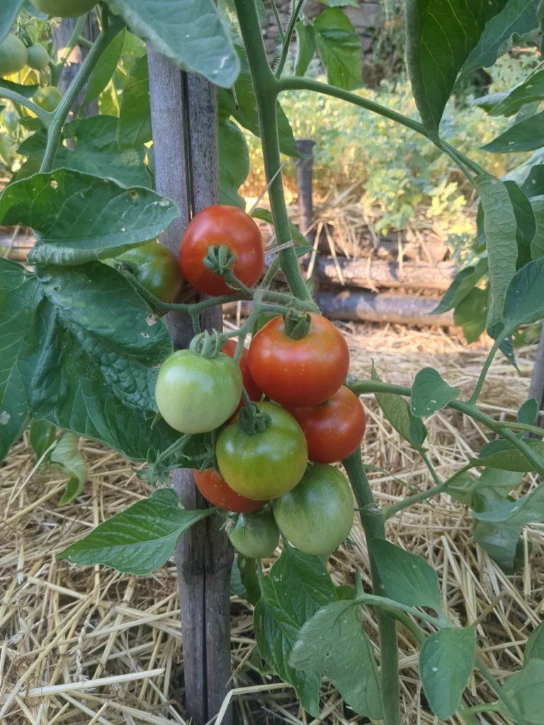 Une grappe de tomate précoce de Quimper sur le pied dans les jardis de pensez sauvage