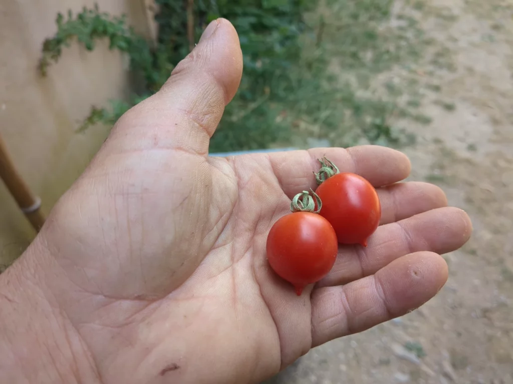 Deux tomates rince borghese dans la main d'un jardinier chanceux