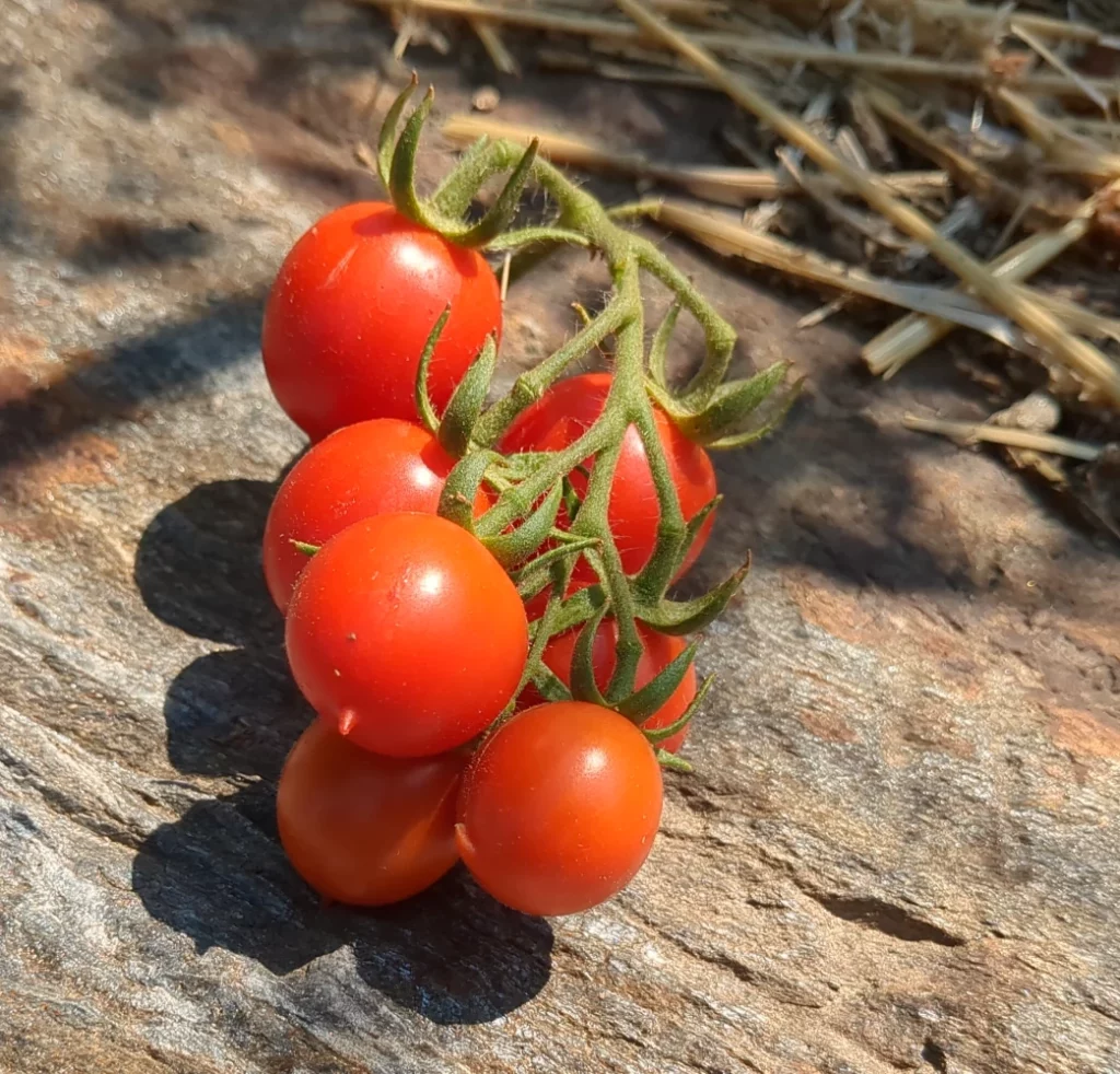 Une grappe de tomate prince borghese apte au séchage