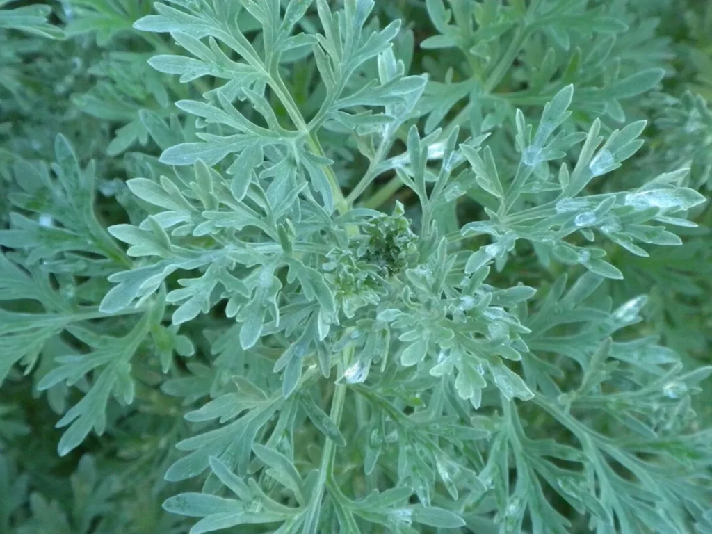 L'image montre un gros plan sur une plante d'absinthe