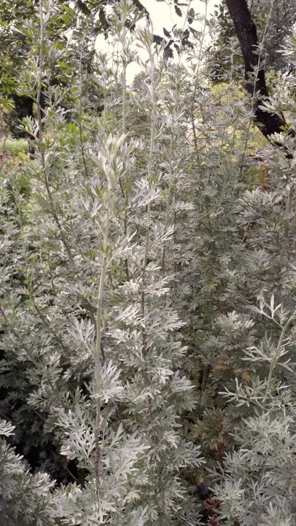 L'image montre un gros pied d'absinthe dans le jardin de Pensez Sauvage