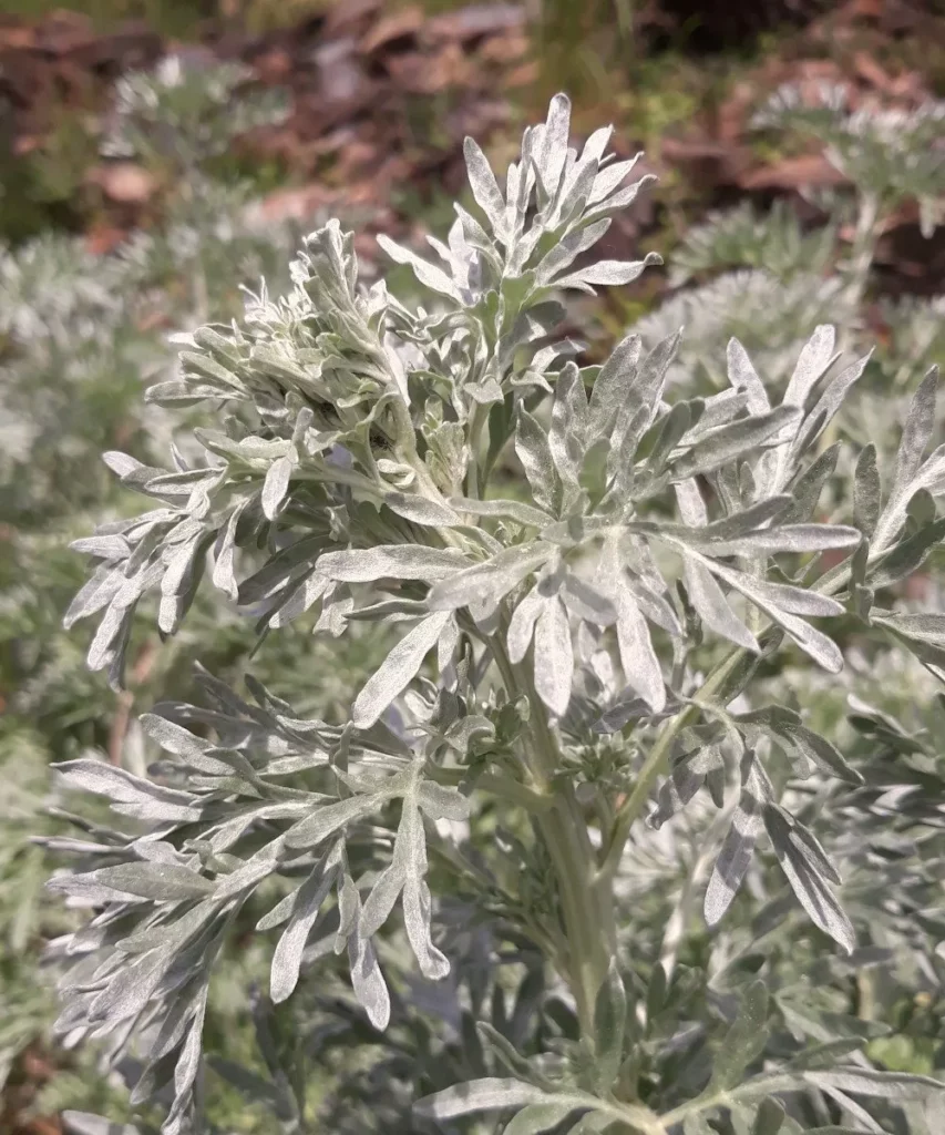 L'image montre des feuilles d'absinthe en gros plan