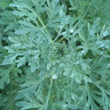 L'image montre un gros plan sur une plante d'absinthe