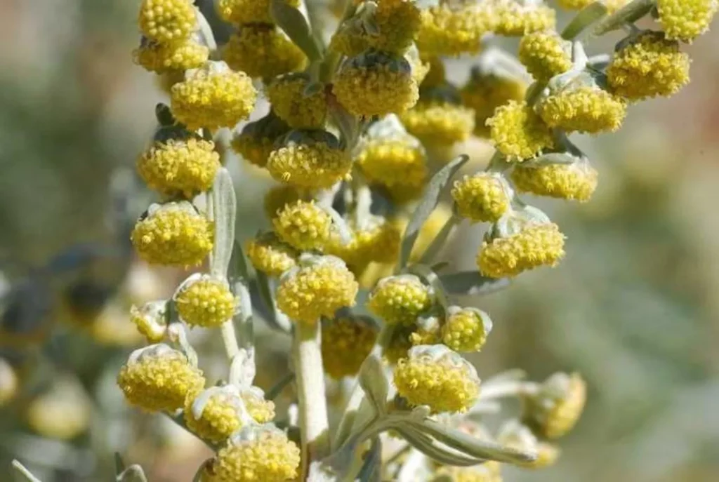 L'image montre des fleurs d'absinthe en gros plan
