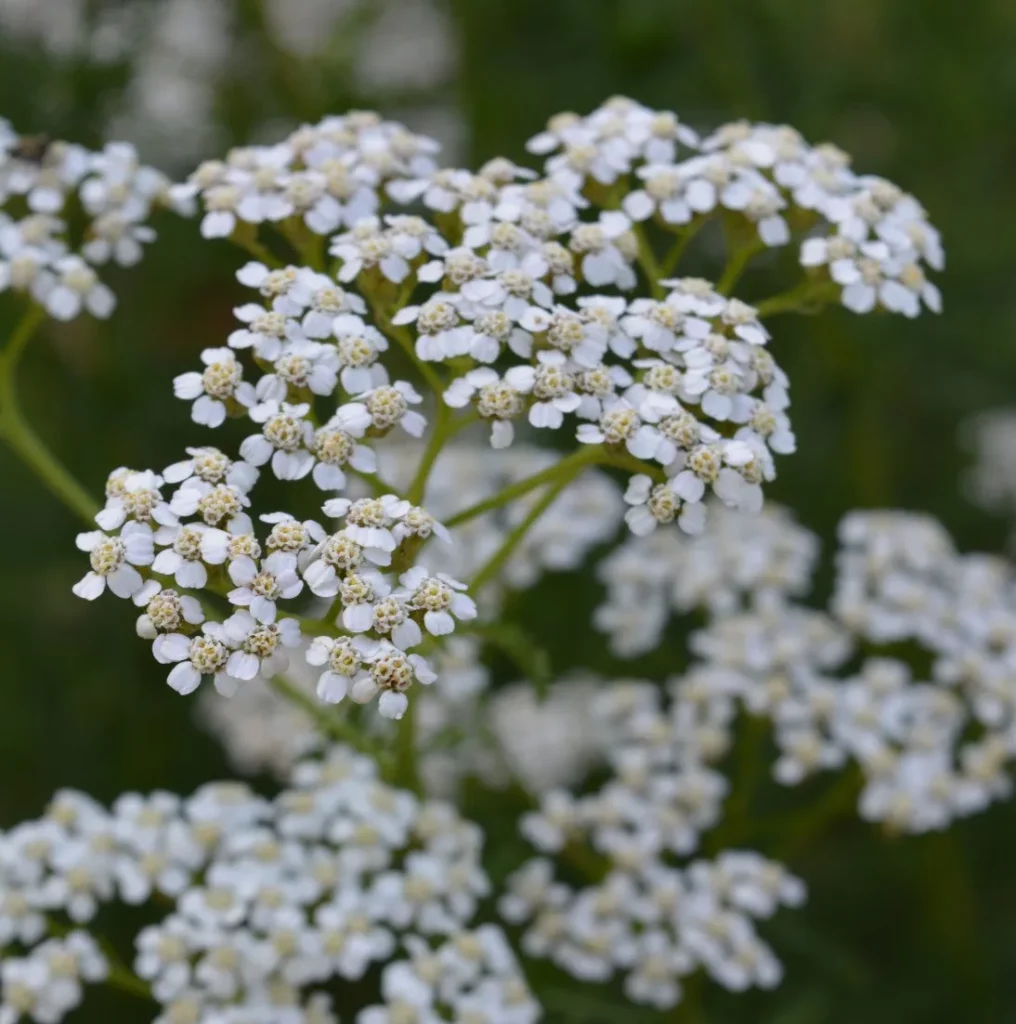 L'image montre une inflorescence d'achillée millefeuille