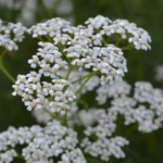 Achillée millefeuille
