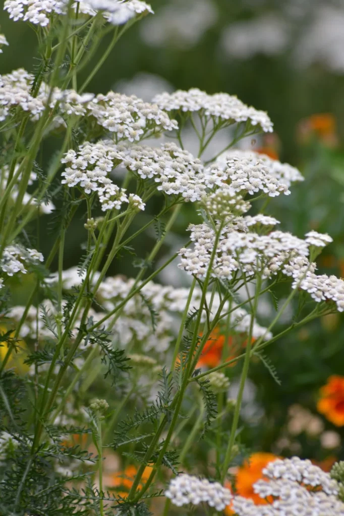 La photo montre une fleur d'achillée millefeuille