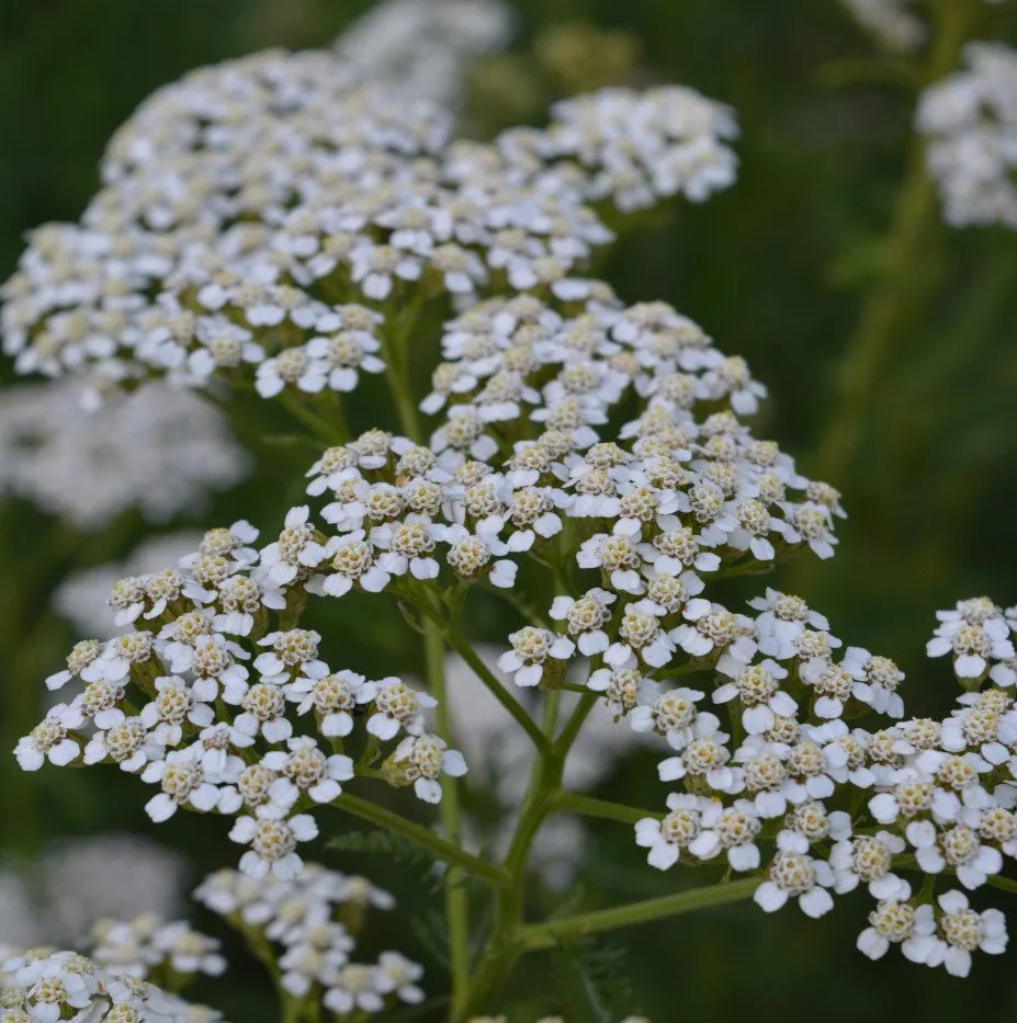 La photo montre une inflorescence d'achillée millefeuille