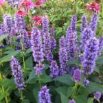 Agastache