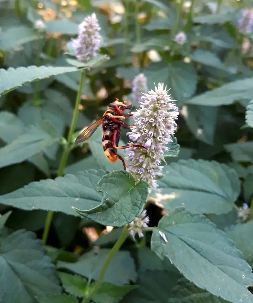 L'image montre une abeille qui butine une fleur d'agastache