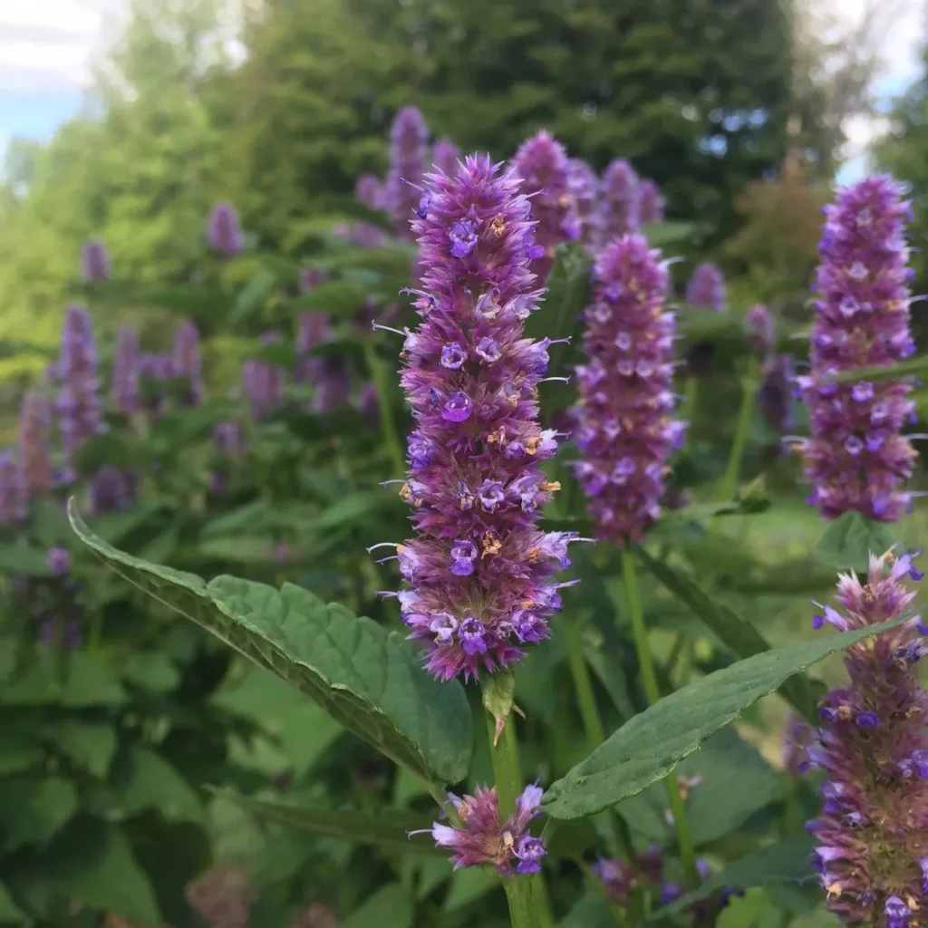 L'image montre trois épis de fleurs d'agastache