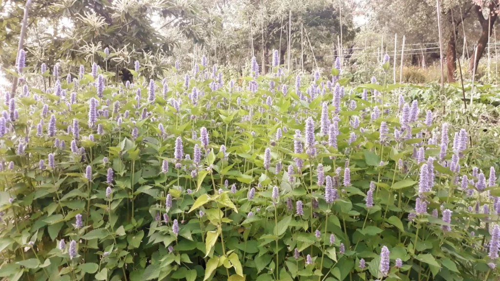 L'image montre un bosquet d'agastache